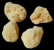 Sponges